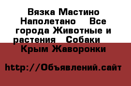 Вязка Мастино Наполетано  - Все города Животные и растения » Собаки   . Крым,Жаворонки